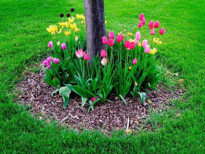 How to plant around a tree