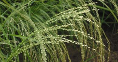 When to plant teff seed