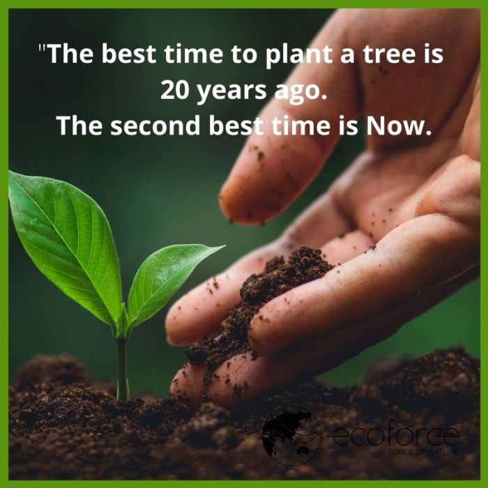 Best season to plant trees